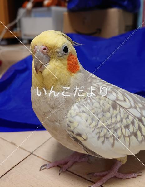 コメントの画像