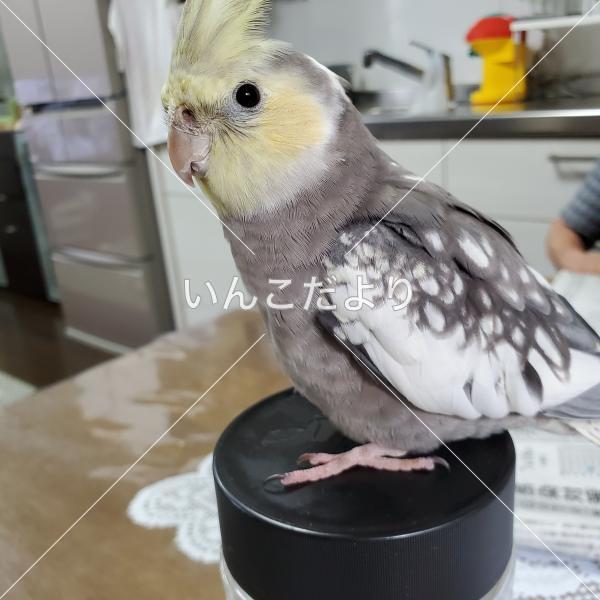 コメントの画像