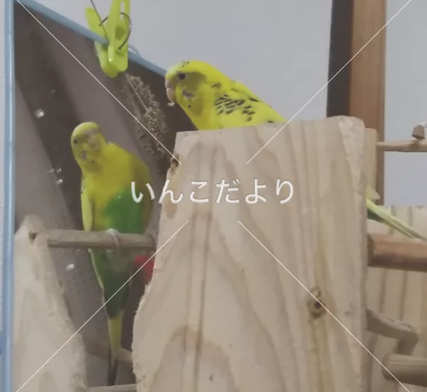 コメントの画像