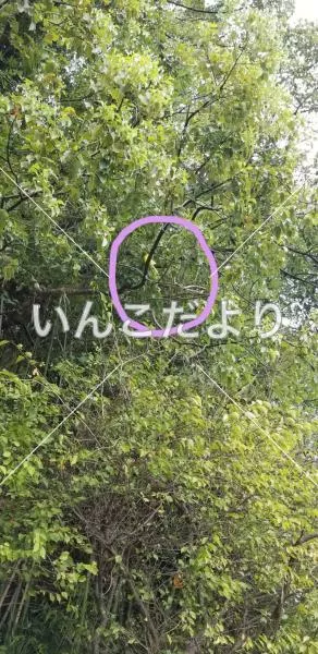 コメントの画像