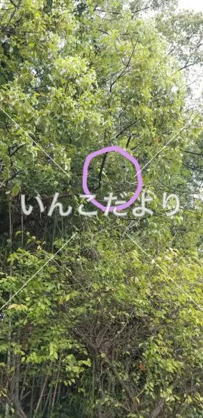 コメントの画像