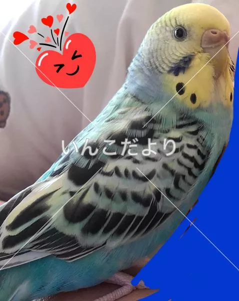 コメントの画像