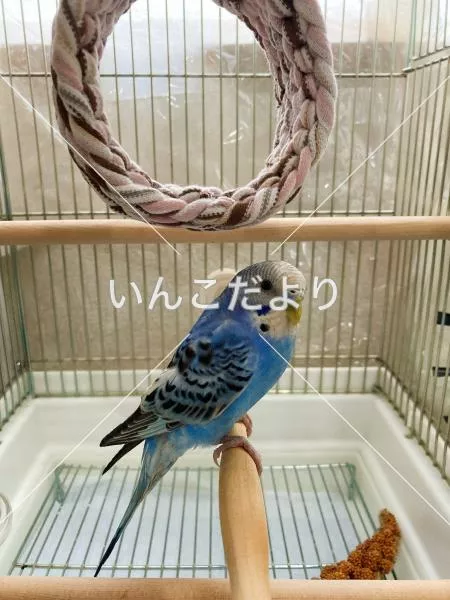 コメントの画像