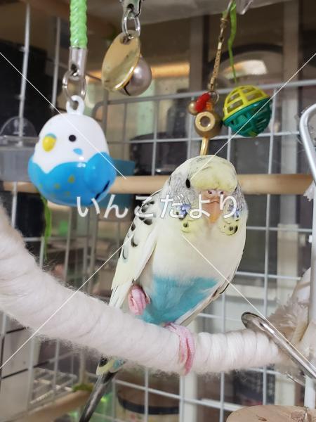コメントの画像