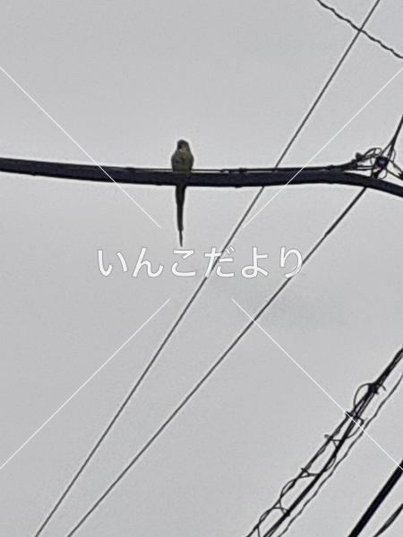 コメントの画像