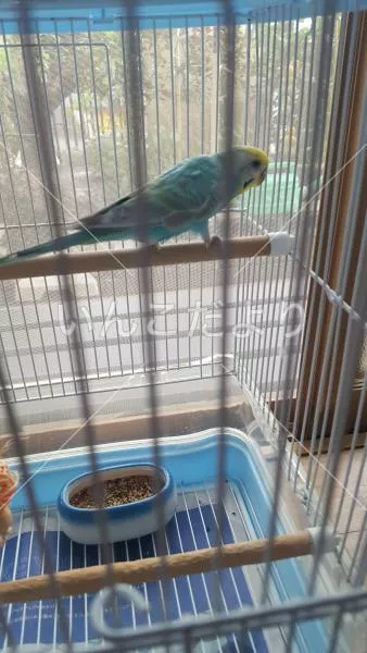 コメントの画像