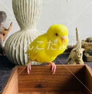 コメントの画像