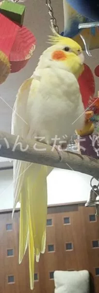 コメントの画像