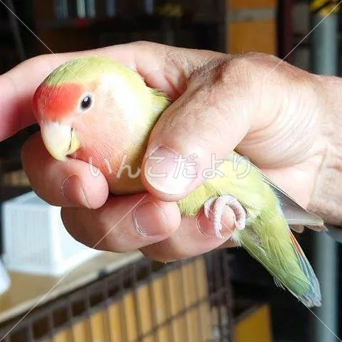 コメントの画像