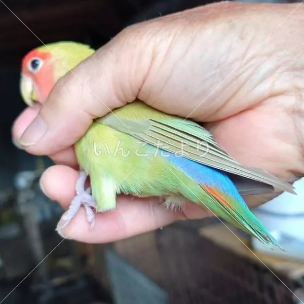 コメントの画像