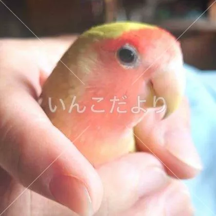 コメントの画像