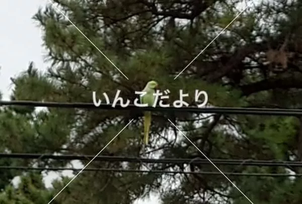 コメントの画像