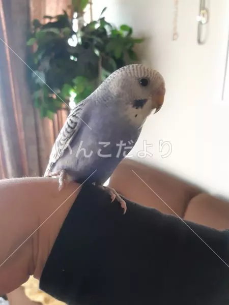 コメントの画像