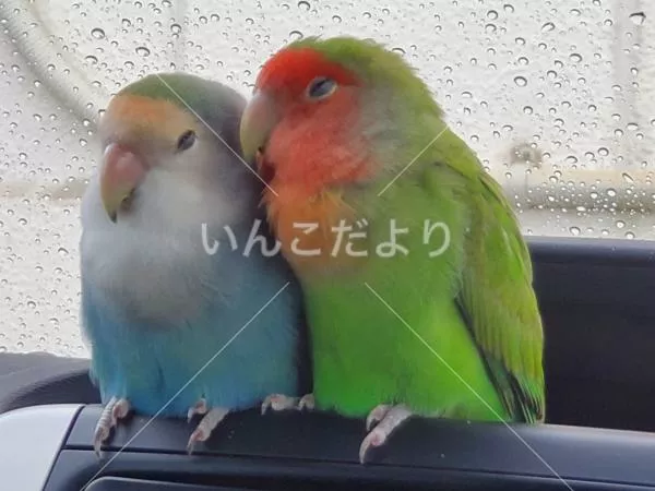 コメントの画像