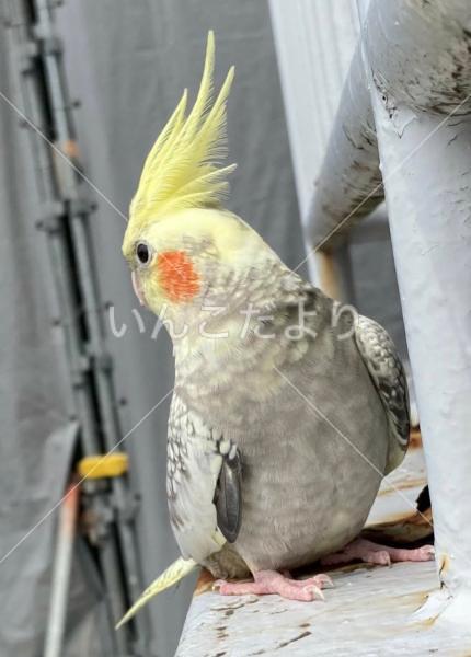 コメントの画像