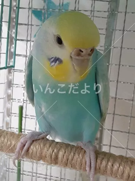 コメントの画像