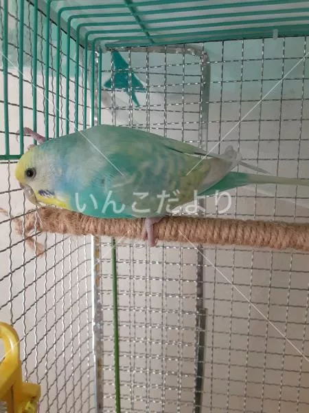 コメントの画像