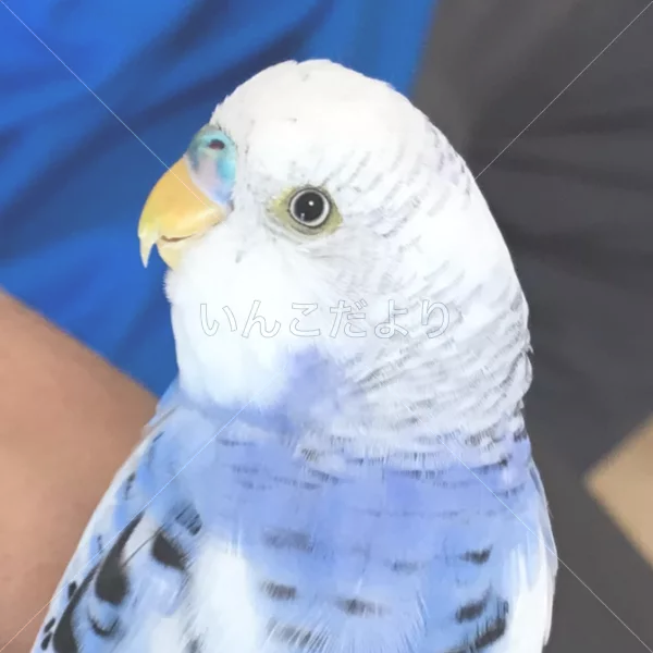 コメントの画像