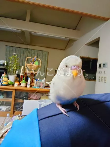 コメントの画像