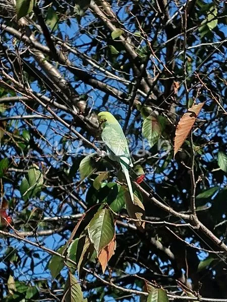 コメントの画像