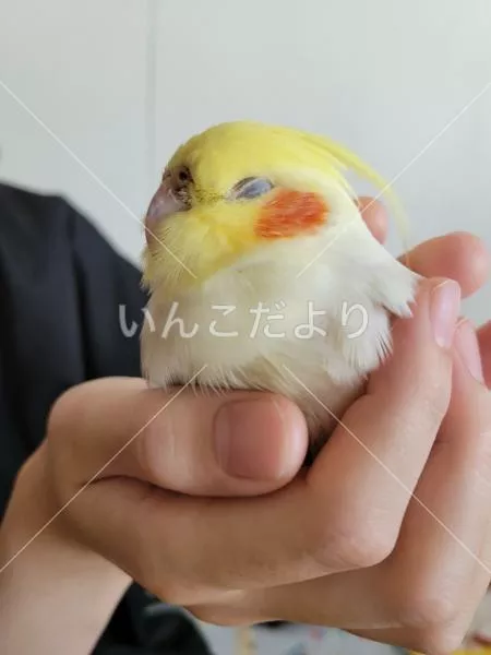 コメントの画像