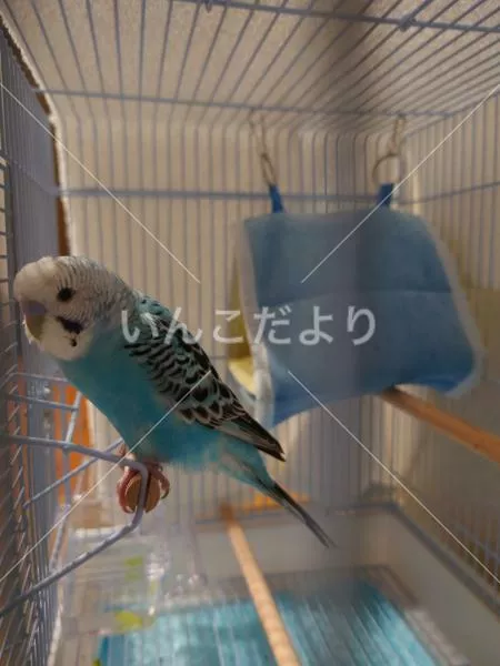 コメントの画像