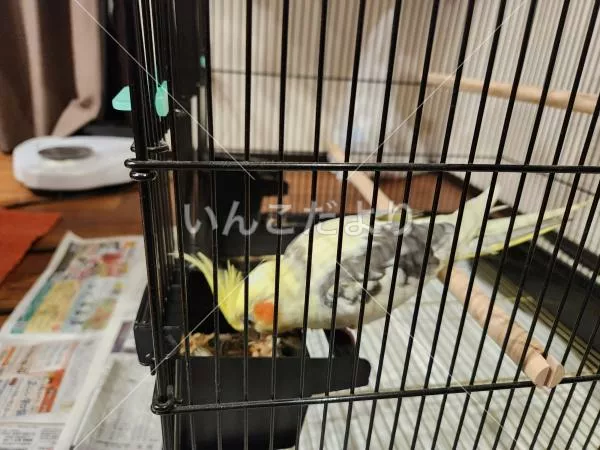 コメントの画像