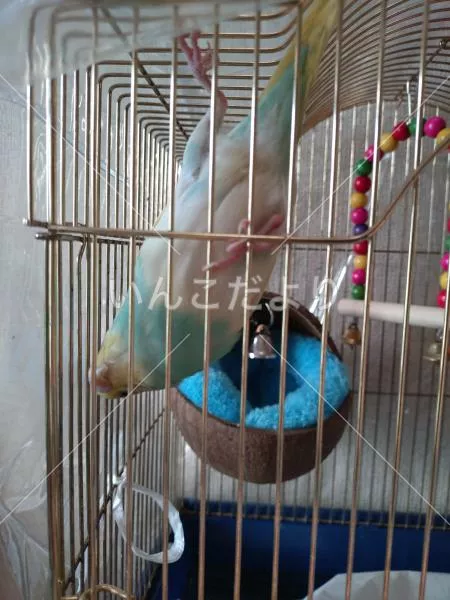 コメントの画像