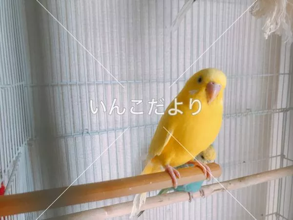 コメントの画像