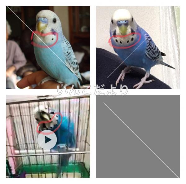 コメントの画像