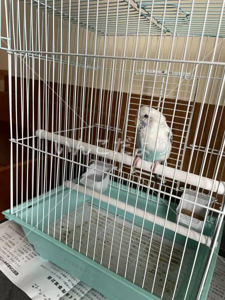 コメントの画像