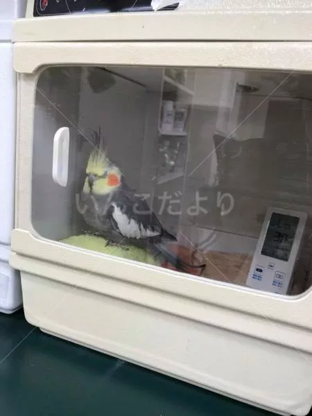 コメントの画像