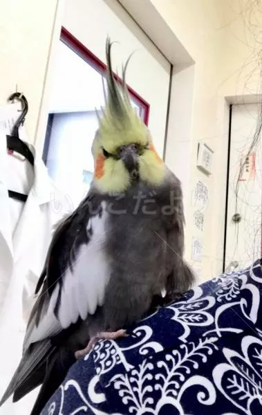 コメントの画像