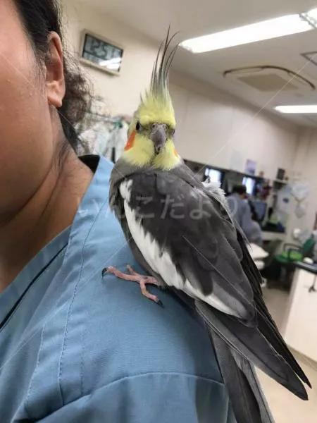 コメントの画像