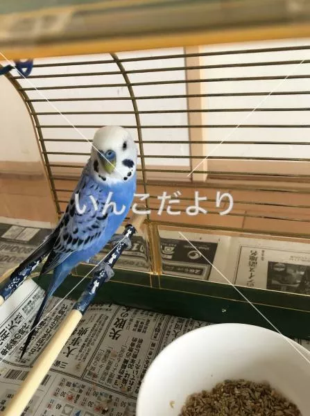 コメントの画像