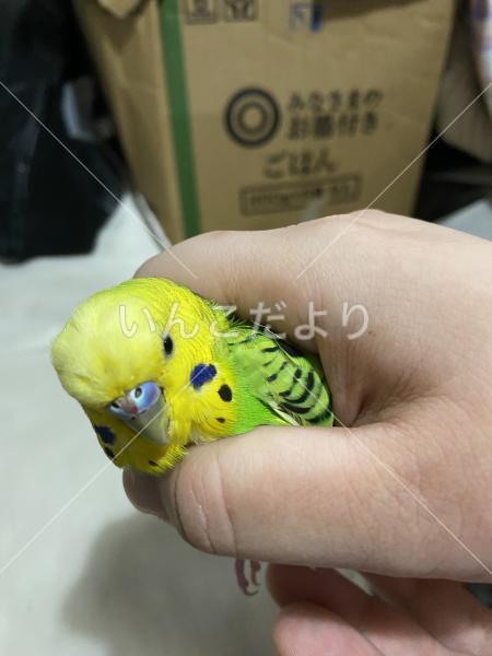 コメントの画像