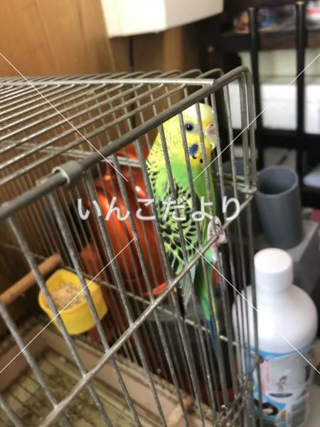 コメントの画像