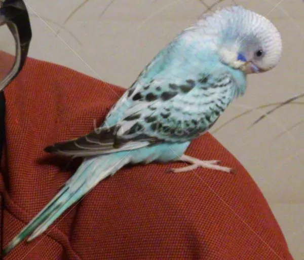 コメントの画像