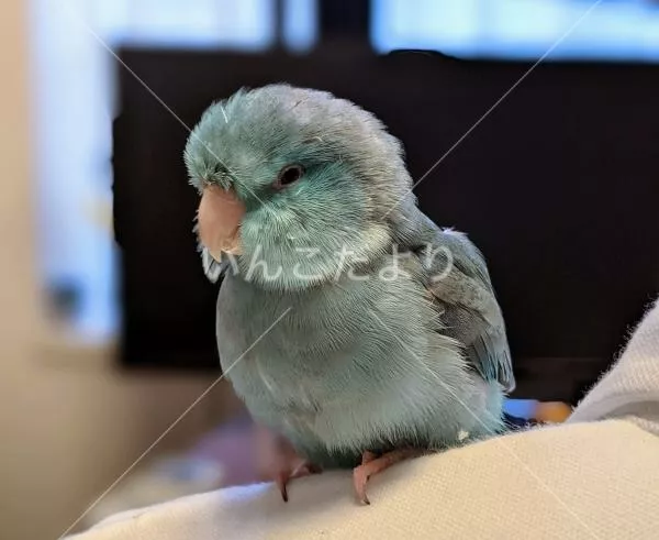 コメントの画像