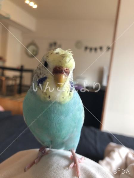 コメントの画像