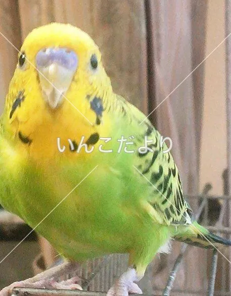 コメントの画像