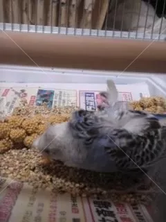 コメントの画像