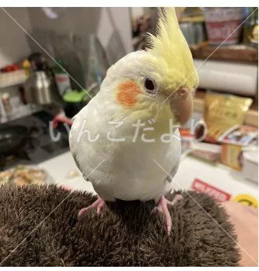 コメントの画像