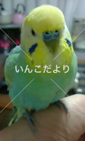 コメントの画像