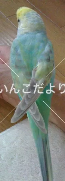 コメントの画像