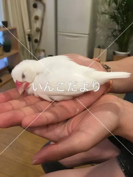 コメントの画像