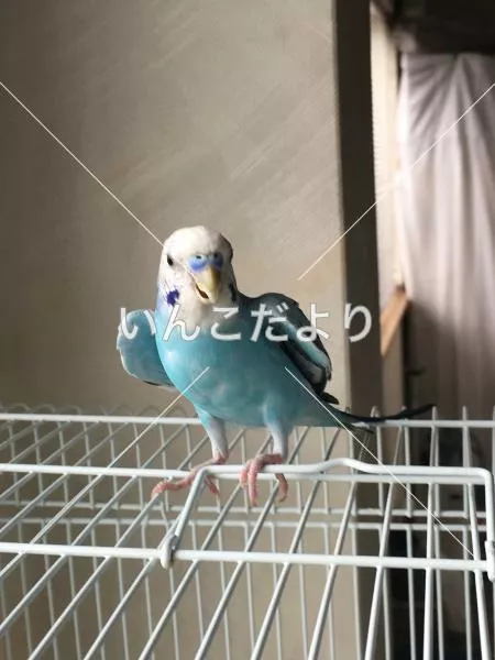 コメントの画像