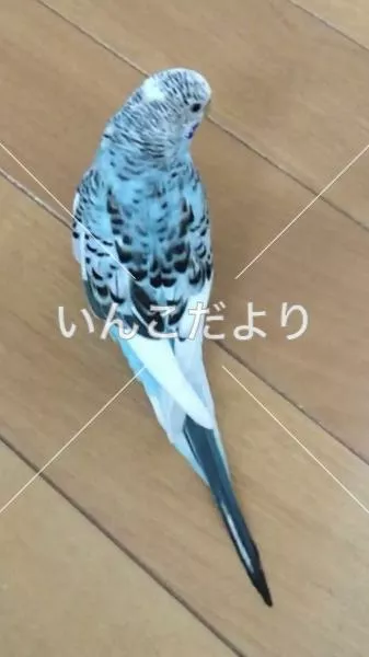 コメントの画像