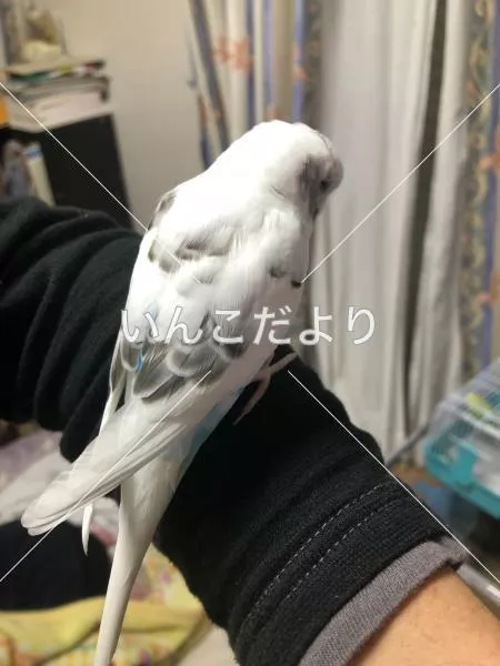 コメントの画像