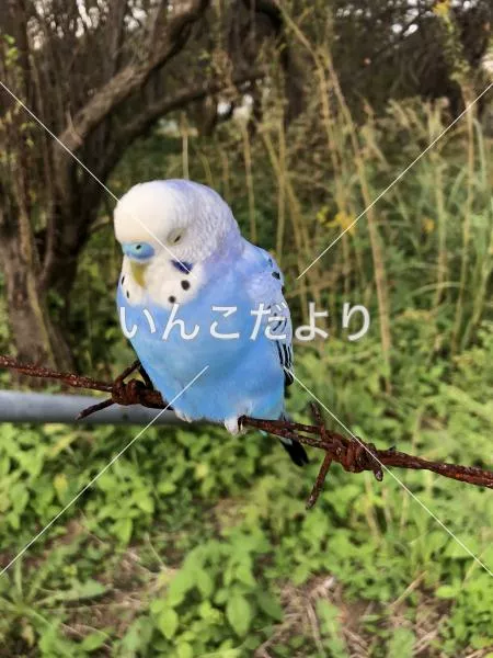 コメントの画像